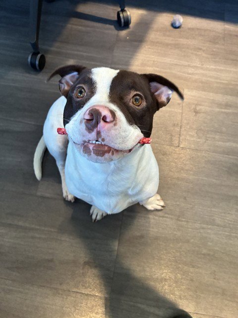 DALLAS - Staffordshire Bull Terrier available for adoption