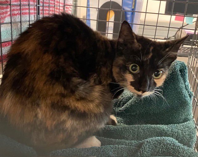 UNKNOWN - Domestic Short Hair available for adoption