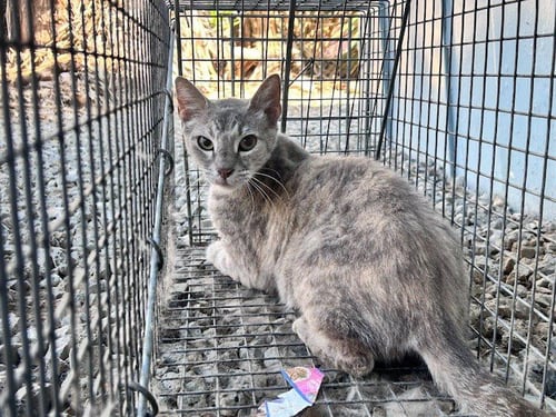 FOOTHILL 8 - Domestic Short Hair available for adoption