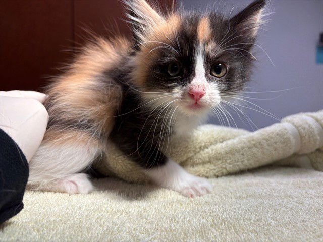 ANN - Domestic Short Hair available for adoption