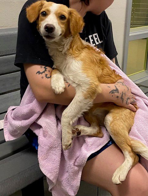 UNKNOWN - Chihuahua available for adoption