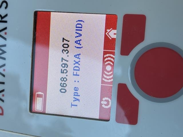 MAUDI - Domestic Short Hair available for adoption