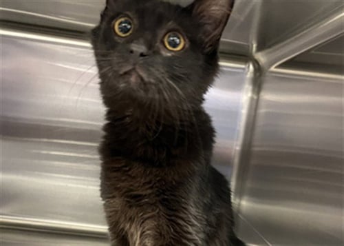 DEJA - Domestic Long Hair available for adoption