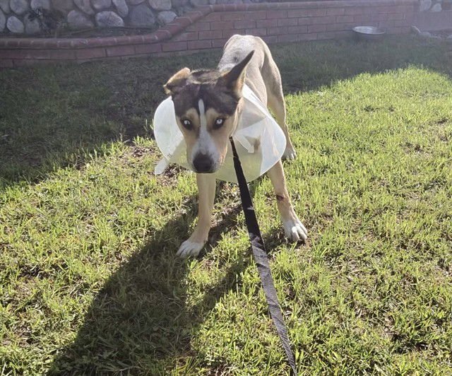 TED - Siberian Husky / German Shepherd Dog available for adoption