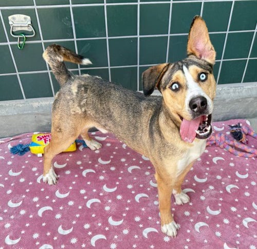 TED - Siberian Husky / German Shepherd Dog available for adoption