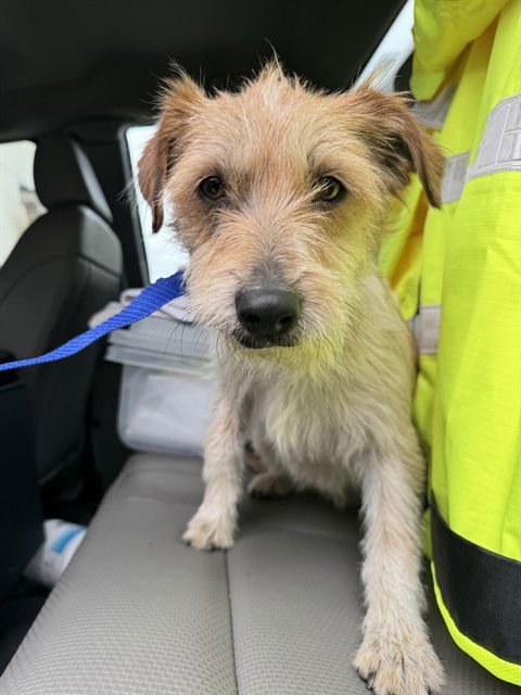 A777624 - Jack Russell Terrier (Parson Russell Terrier) available for adoption