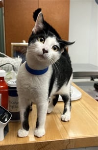 WATTSON - Photo 1