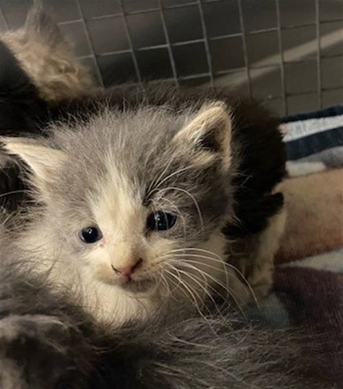 UNKNOWN - Domestic Short Hair available for adoption