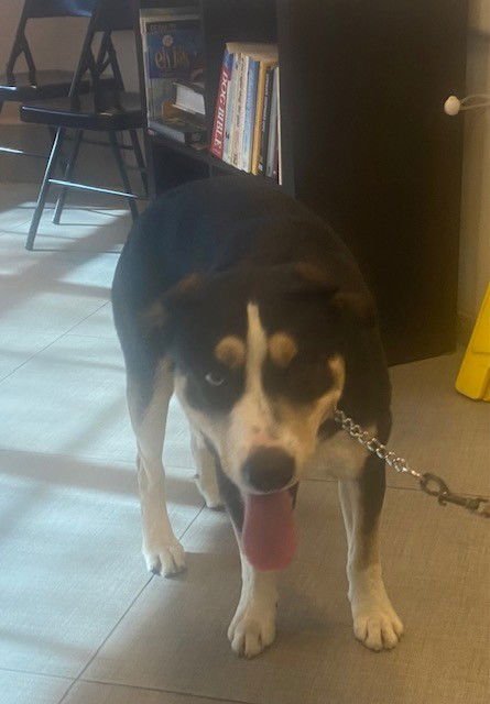 SMORES - Siberian Husky available for adoption