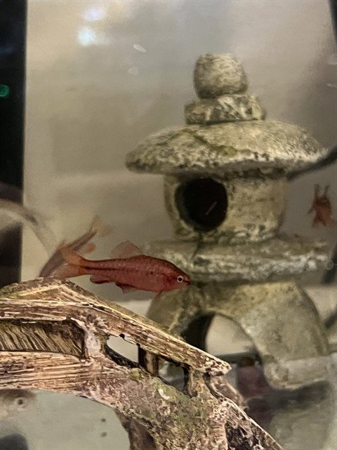 A781425 - Fish available for adoption
