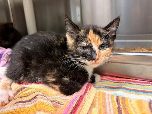 JODIE - Domestic Short Hair available for adoption