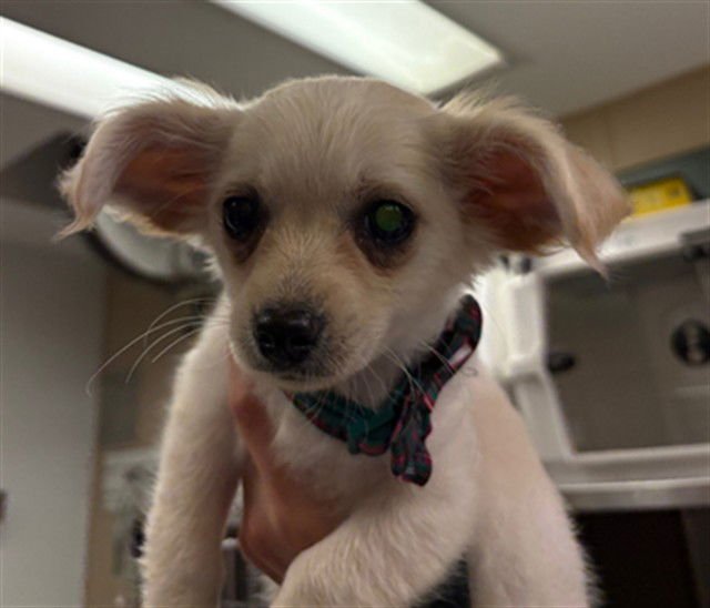 NOELLE - Poodle (Toy) available for adoption