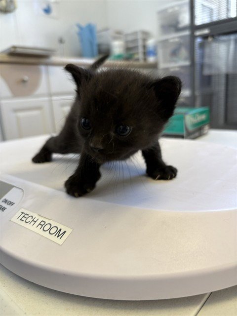 PURRSEPHONE - Domestic Short Hair available for adoption