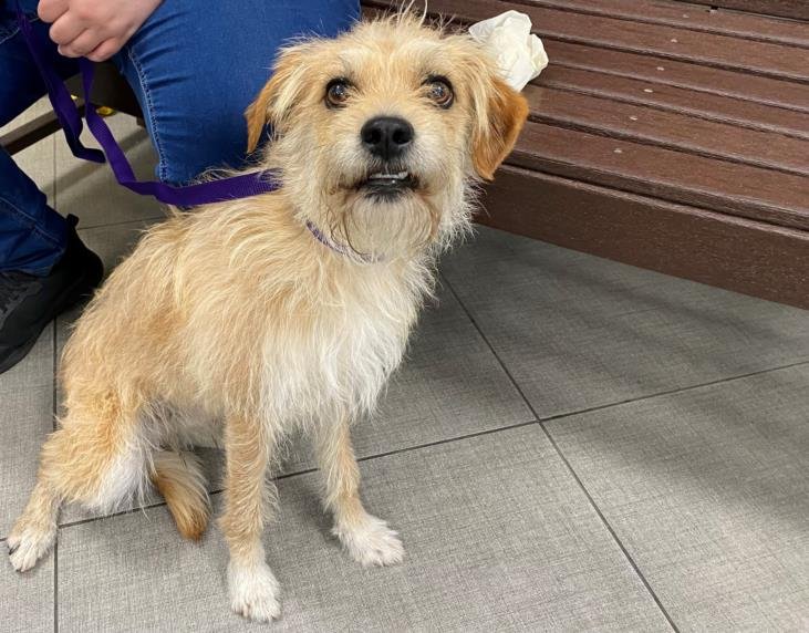 KOBE - Border Terrier available for adoption