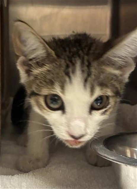 A780326 - Domestic Short Hair available for adoption