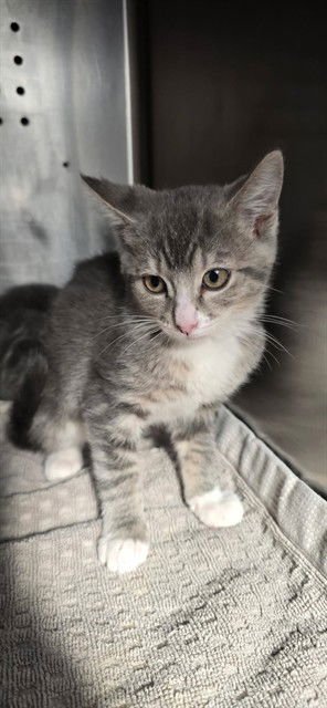 BOBBY - Domestic Short Hair available for adoption