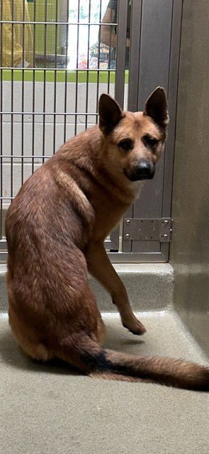 VEKTOR - German Shepherd Dog available for adoption