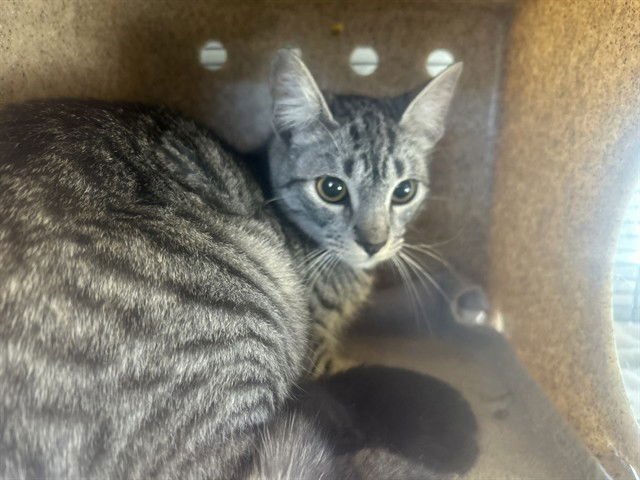 CULINARY 1 - Domestic Short Hair available for adoption