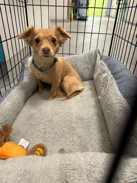 SAGE - Poodle (Miniature) / Chihuahua available for adoption