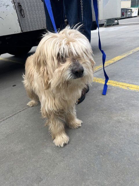 A777622 - Poodle (Toy) available for adoption