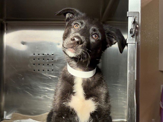 UNKNOWN - Labrador Retriever / German Shepherd Dog available for adoption