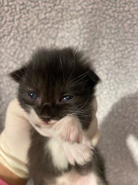 B&W FEMALE - Domestic Short Hair available for adoption