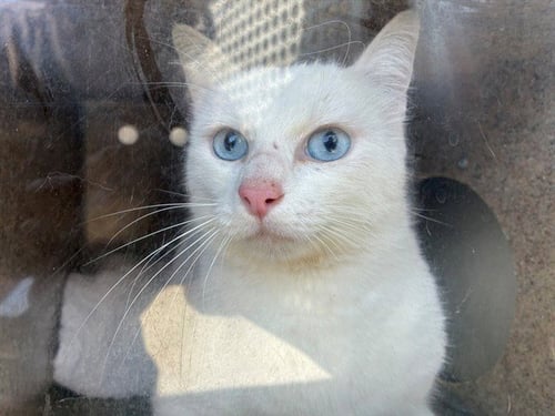 MALVEN 2 - Domestic Short Hair available for adoption