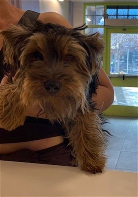 UNKNOWN - Yorkshire Terrier Yorkie available for adoption