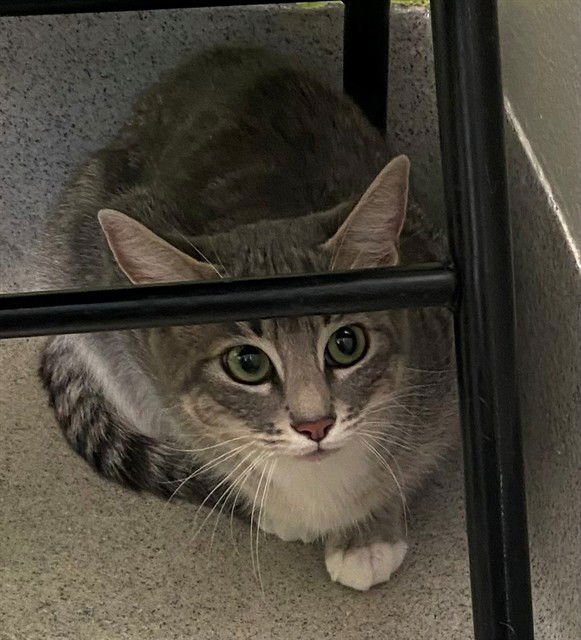 DENISE - Domestic Short Hair available for adoption