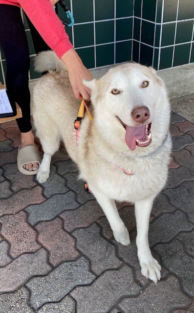 TAYLOR - Siberian Husky available for adoption