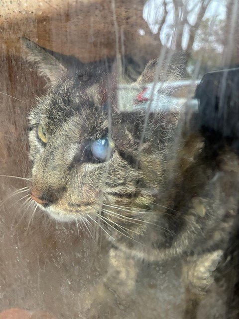 POPS - Domestic Short Hair available for adoption