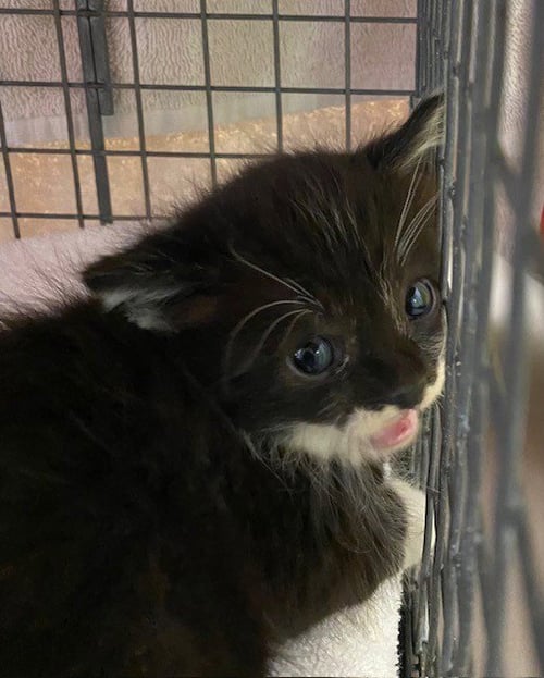 GEORGE - Domestic Short Hair available for adoption