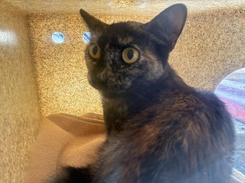 HELLMAN 5 - Domestic Short Hair available for adoption