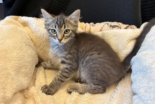 TUCKER - Domestic Short Hair available for adoption