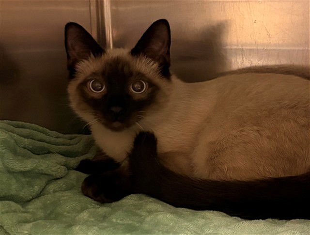 NORMAN - Domestic Short Hair available for adoption