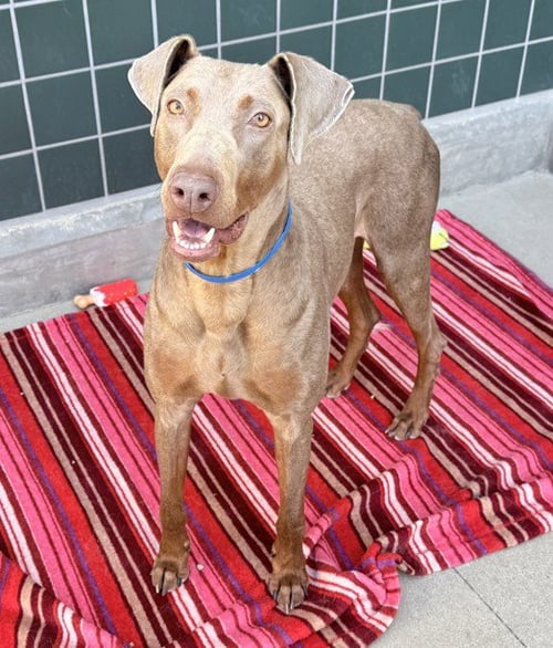 TITO - Doberman Pinscher available for adoption