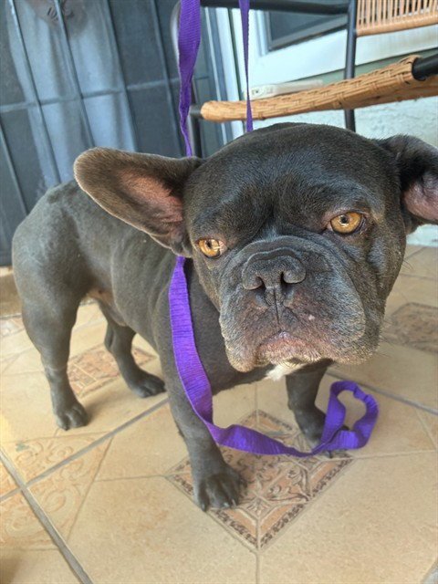 A780314 - French Bulldog available for adoption