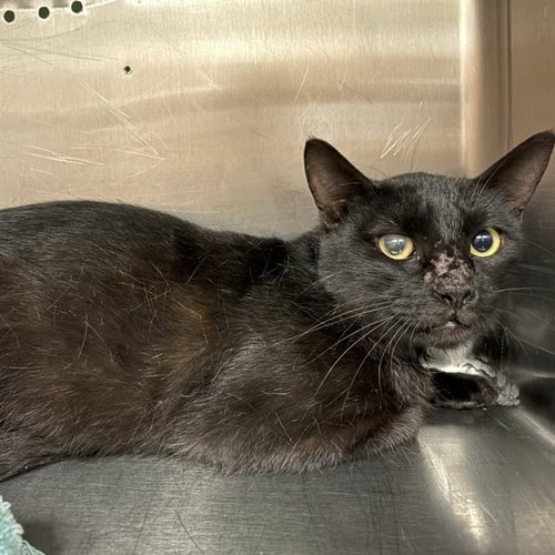 EMMY - Domestic Short Hair available for adoption