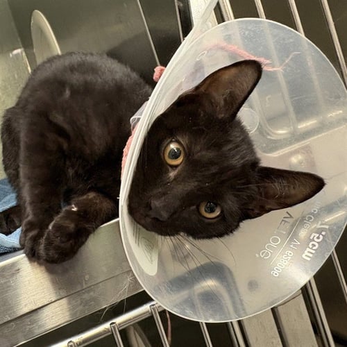 BUTTERS - Domestic Short Hair available for adoption