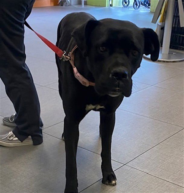 SIRIA - Pit Bull Terrier available for adoption