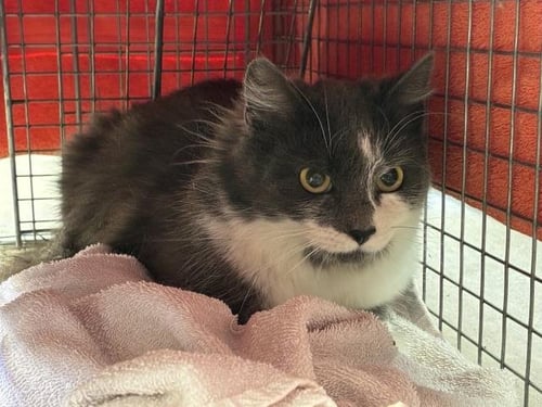 ALTARI 1 - Domestic Medium Hair available for adoption