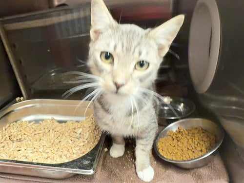 CULINARY 2 - Domestic Short Hair available for adoption