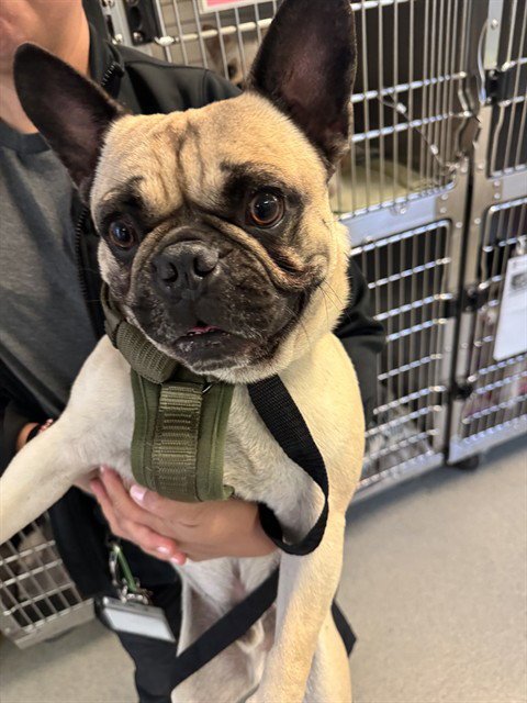 BRUNO - Pug available for adoption
