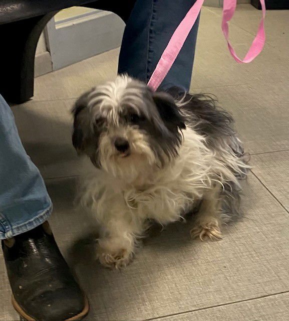 BELLA - Maltese available for adoption