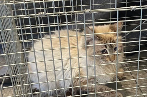 VALENZUELA 1 - Siamese available for adoption