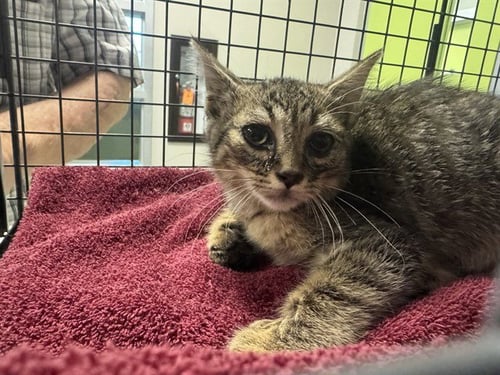 HENRY - Domestic Short Hair available for adoption