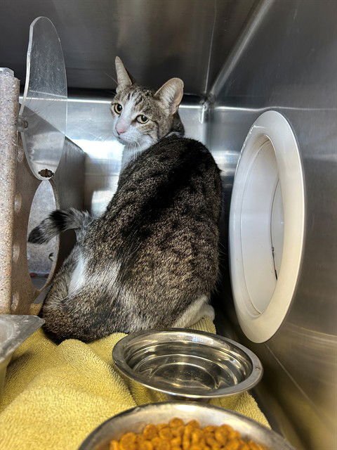 WHISPER - Domestic Short Hair available for adoption