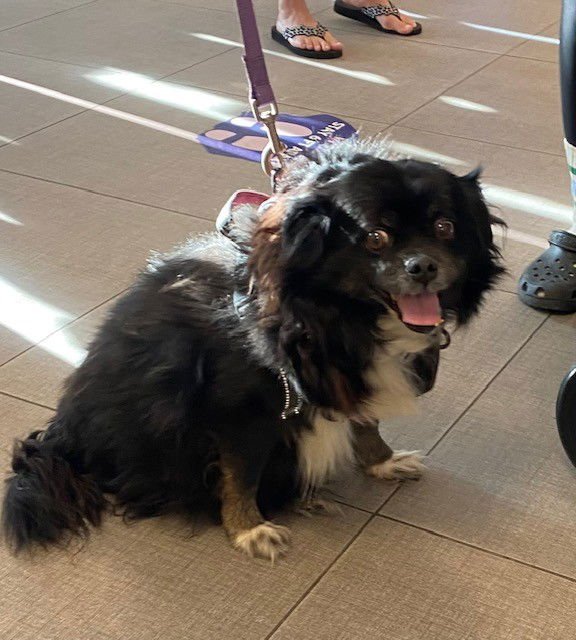 ARCHIE - Cavalier King Charles Spaniel available for adoption