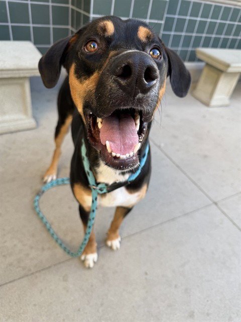 PRESLEY - Black and Tan Coonhound available for adoption