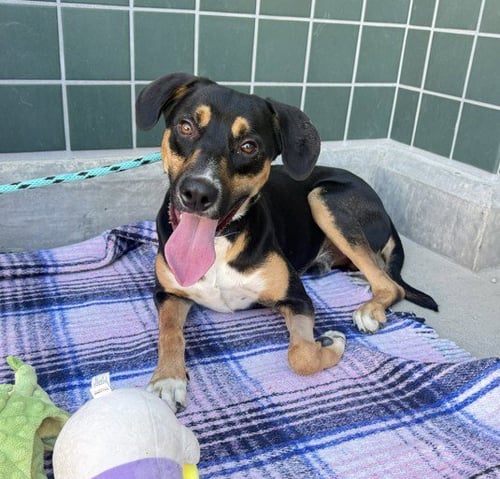 PRESLEY - Black and Tan Coonhound available for adoption